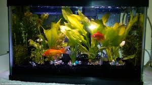 Buy aquarium fish in mauritius. 10 Gallon Aquarium Dimensions Size Setup Ideas Kit Tips