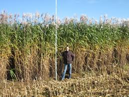 Image result for Miscanthus