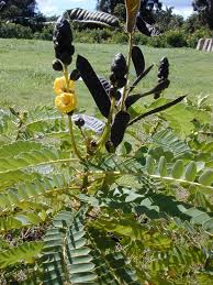 Image result for Senna didymobotrya