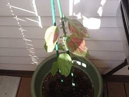 Deer can be a nuisance to some younger fruit trees so the use of tree tubes, fencing, or some other form of deterrent may be necessary. Help Beloved Baby Apple Tree Seems To Be Dying