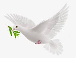 鸽子信鸽和平白鸽鸽子| Release dove, Animals