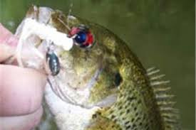 Pictures of rock bass fish. Goggle Eye Or Rock Bass Fishing Tactics Bass Pro Shops