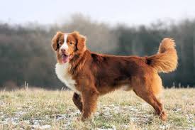 Image result for zlatý retrívr