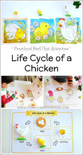 Students connect the chicken life cycle stage picture to a word. Introducing The Life Cycle Of A Chicken To Preschoolers The Pinay Homeschooler