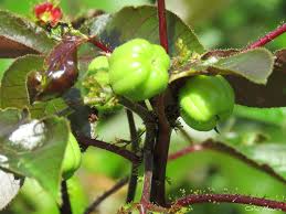Image result for Jatropha gossypiifolia