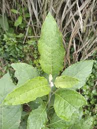 Image result for Vernonia thomsoniana