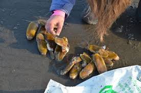 Clamming At The Oregon Coast What To Know Before You Go Clams Oregon Coast Mussels