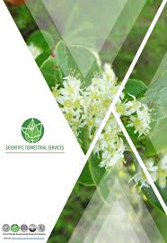 Image result for Thesium vahrmeijeri