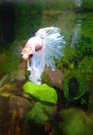 Betta Fish Please Help Me With My White Betta Male I Think Fin Rot Betta Fish Betta Pet Store