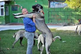 Kangal Kopegin Fiyatina Cok Sasiracaksiniz
