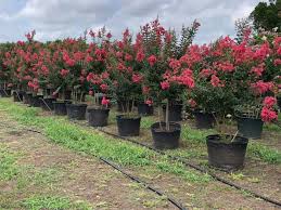 Crape myrtles are one of many ornamental trees that are easy to grow from cuttings. Pink Crape Myrtles For Sale Texas Tree Farms