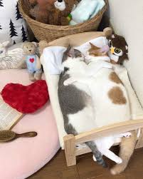 Family Saves 2 Kittens And Gives Them Ikea Bed They Grow Up Napping In It In These Adorable Photos Love Meow Cats Kittens Cute Cats