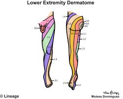 dermatomes neurology medbullets step 1