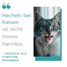 5 grunde warum deine katze hechelt hecheln als symptom in 2020 katzen katzengesundheit atmen
