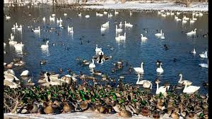 Birds For Cats To Watch 4k 4k Ultra Hd Tv Test 2160p Led Tv Shakoee Mn Duck Park 4k Ultra Hd Tvs Led Tv Ultra Hd Tvs