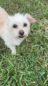 Meet FOX 13's Pet of the Week, Sky. Did you adopt your pet? Share a photo  in the comments! MORE: https://tinyurl.com/hasf839k