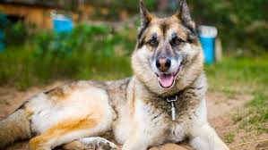 We did not find results for: German Shepherd Husky Mix Complete Shepsky Care Guide My Dogs Info