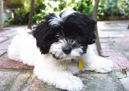 Black And White Havanese Puppy Names White Havanese Puppy With Black Face In 2020 Havanese Puppies Havanese Havanese Dogs