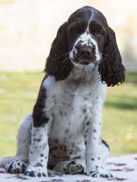 Image result for anglický špringršpaněl