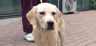 Help over 180,000 pets, that are available through rescues and shelters, find a home. Pet Of The Week Handsome Labrador Puppy For Adoption Jingkids International Beijing July 29th 2018 Beijing Kids Com