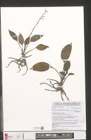 Image result for Manniella