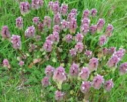 Maybe you would like to learn more about one of these? Weed Identification Guide Green Lawn Fertilizing
