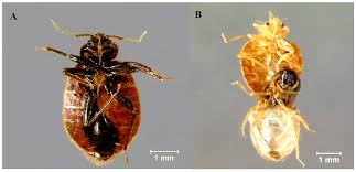 Image result for Cimex Lectularius L