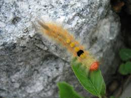 Berdasarkan gambar 2 dan 3 dapat dibuat. Fail Ulat Bulu 02 Jpg Wikipedia Bahasa Melayu Ensiklopedia Bebas