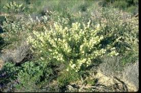 Image result for Grevillea biternata