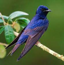 Progne Subis Common Name Purple Martin En Andorinha Azul Pt Hirondelle Noire Fr Golondrina Purpurea Es Purp Purple Martin Animals Purple Animals