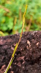 Image result for Xenostegia alatipes