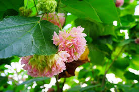 Image result for Dombeya acutangula