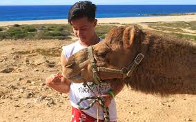 They may be used to cross areas of the sahara, but they how are camels capable of eating a cactus? Camel Rides In The Desert Cabo San Lucas Calypsotrip