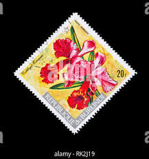 Image result for Platycoryne crocea