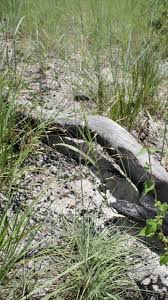 Image result for Sartidia angolensis