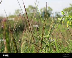 Image result for Agrostis kilimandscharica