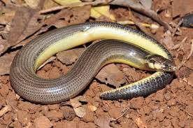 Interestingly, this region is hugely oozing with biodiversity as it contains more than half of the world's plant and animal species. Introducing The Plants And Animals Of The Wet Tropics Wet Tropics Management Authority