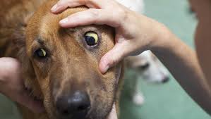 The most obvious sign that a dog may have skin cancer is a lump or growth on the skin. Jaundice Yellow Skin In Dogs Symptoms Causes Treatments Dogtime