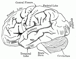 With our brain anatomy coloring sheet, you'll be able to color the lobes of the brain as well as trickier structures like the angular gyrus , olfactory bulb , optic nerve and. Brain Anatomy Coloring Pages Human Anatomy Diagram Coloring Home
