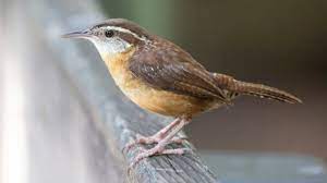 Closeup of a carolina wren braving a rare southern snowstorm. Why Carolina Wrens Have Moved Into Your Neighborhood