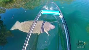 Feed baby fish and minnows and check out the underwater ecosystem illuminated at night with our glass bottom kayak led illuminated day & night tours. Clear Kayaking In The Crystal Clear Water With Manatees Youtube