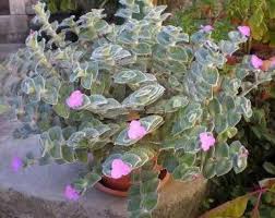 These incredible trees bloom from march to april, depending on the warmth of their growing region, and light areas up with shocking flurries of light pink and white flowers. Pin By Filomena Penna On House Plants In 2020 Plants Euphorbia Succulents
