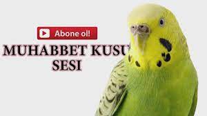 muhabbet kusunun otmesini saglayacak disi kus sesleri izlesene com