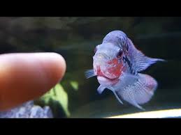 Flowerhorn Foo The Flowerhorn Youtube Aquarium Fish New Baby Products Fish Feed Baby Fish
