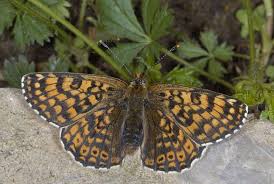 Image result for Melitaea cinxia