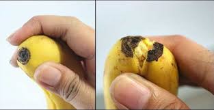 Resultado de imaxes para platano parte de abajo