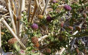 Image result for Sphaeranthus peduncularis