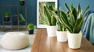 Kini kami terus berkembang dan menyediakan bibit sayuran, tanaman hias, tanaman buah, bibit buah, sampai perlengkapan berkebun baik konvensional, aquascape, hingga hidroponik. 6 Tanaman Hias Yang Bisa Hidup Di Tempat Gelap