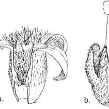 Image result for Rytigynia bridsoniae