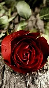 All pictures and flowers, love wallpapers for mobile are free of charge. Love Red Rose Hd Wallpaper For Mobile Paulbabbitt Com
